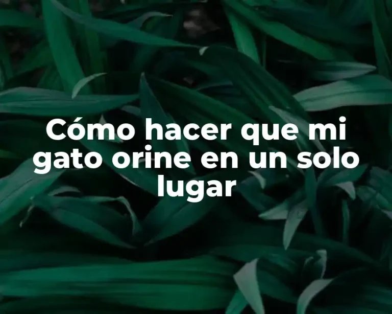 Cómo hacer que mi gato orine en un solo lugar