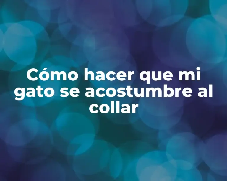 Cómo hacer que mi gato se acostumbre al collar