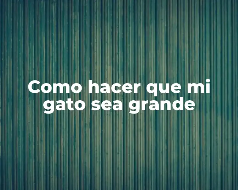 Como hacer que mi gato sea grande