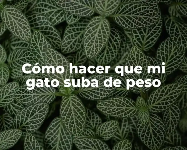 Cómo hacer que mi gato suba de peso