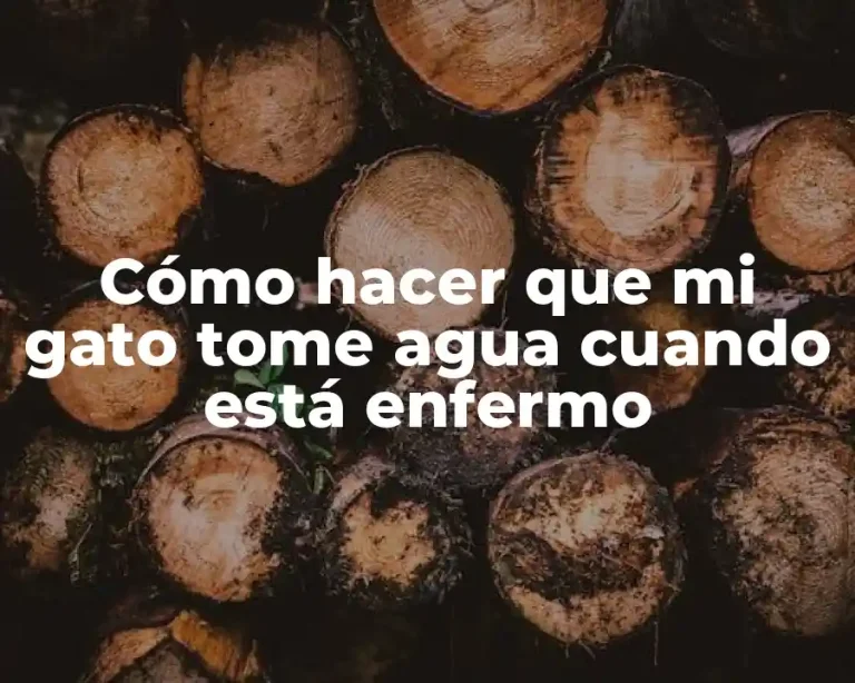 Cómo hacer que mi gato tome agua cuando está enfermo
