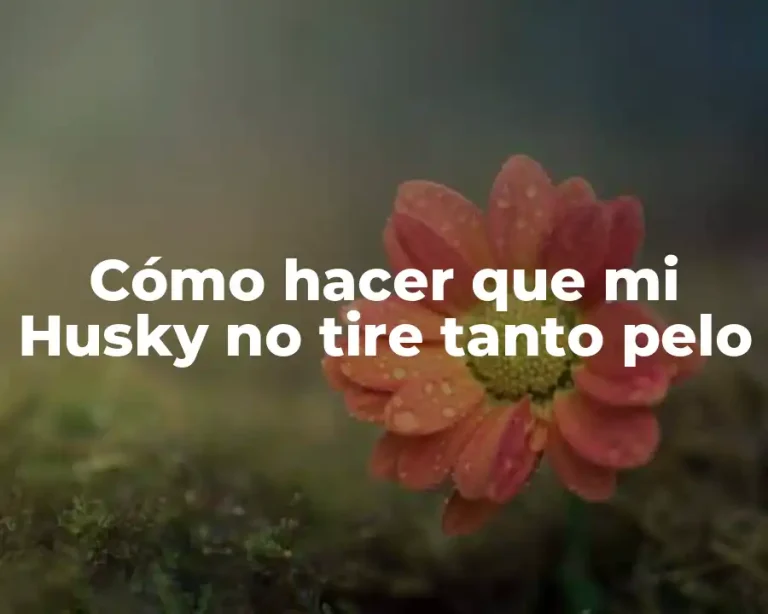 Cómo hacer que mi Husky no tire tanto pelo