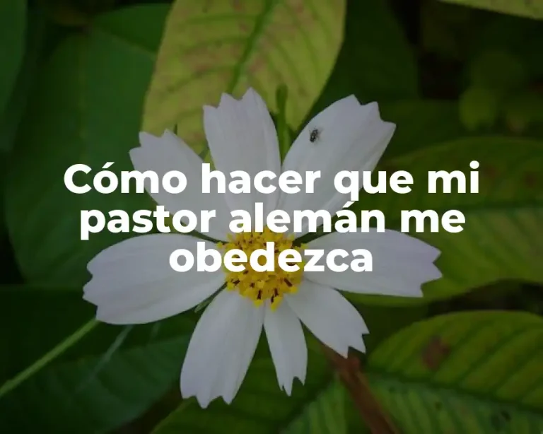 Cómo hacer que mi pastor alemán me obedezca
