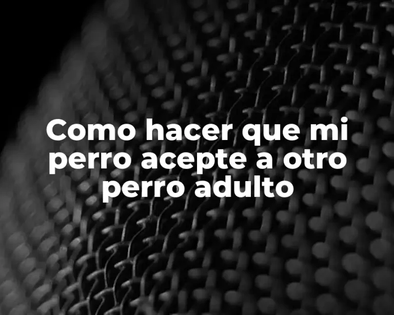 Como hacer que mi perro acepte a otro perro adulto