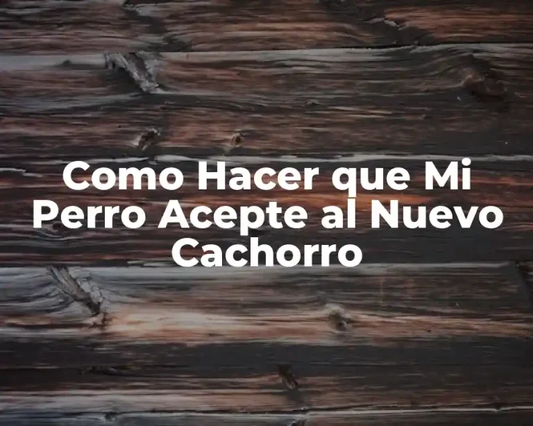 Como Hacer que Mi Perro Acepte al Nuevo Cachorro