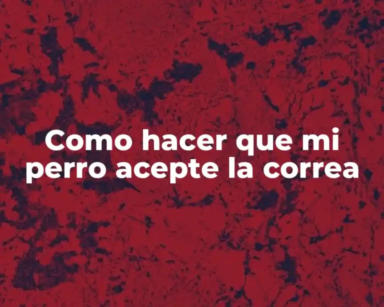 Como hacer que mi perro acepte la correa