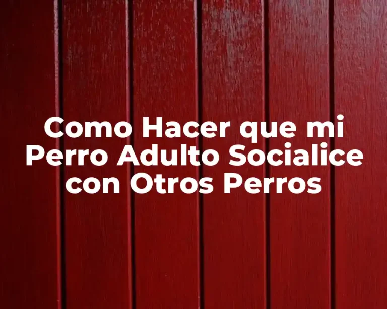 Como Hacer que mi Perro Adulto Socialice con Otros Perros