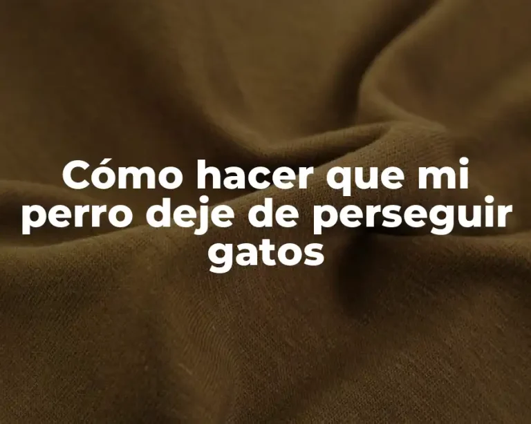 Cómo hacer que mi perro deje de perseguir gatos