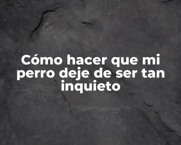 Cómo hacer que mi perro deje de ser tan inquieto