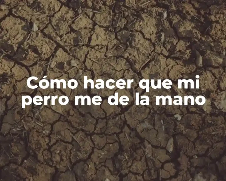 Cómo hacer que mi perro me de la mano