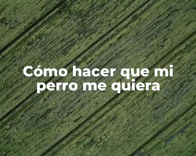 Cómo hacer que mi perro me quiera