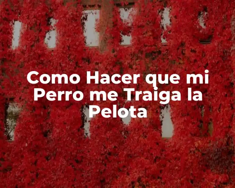 Como Hacer que mi Perro me Traiga la Pelota