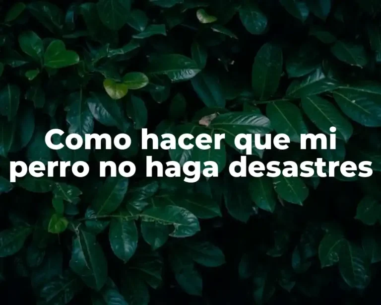 Como hacer que mi perro no haga desastres