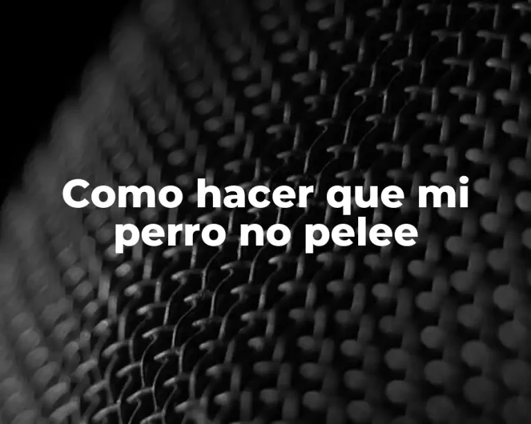 Como hacer que mi perro no pelee