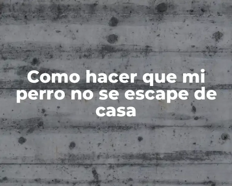 Como hacer que mi perro no se escape de casa