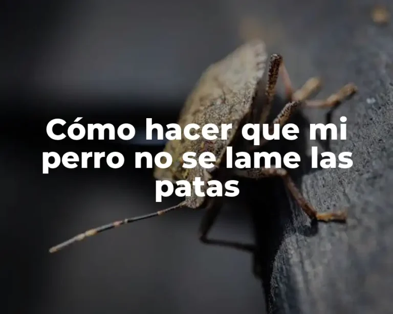 Cómo hacer que mi perro no se lame las patas