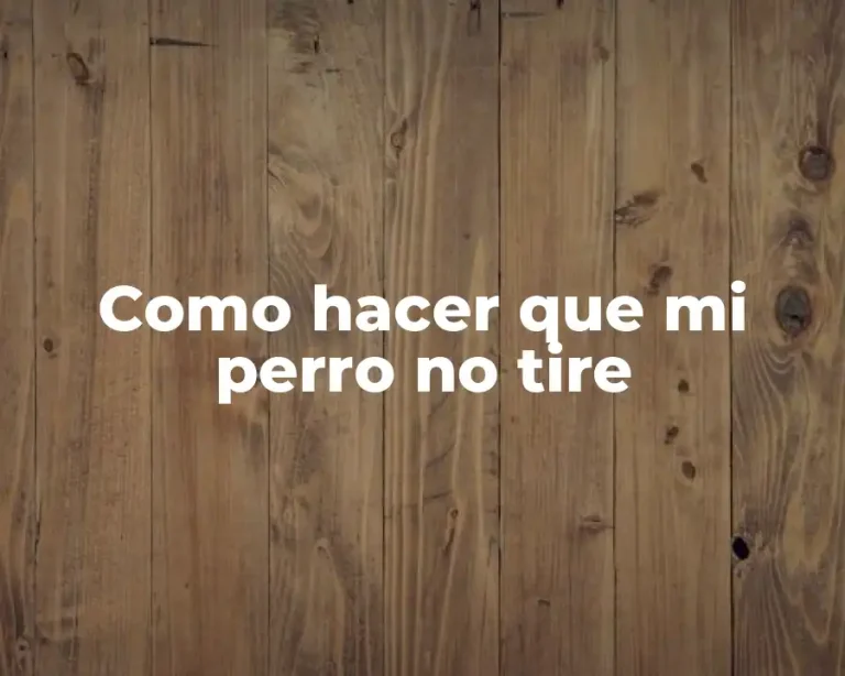 Como hacer que mi perro no tire