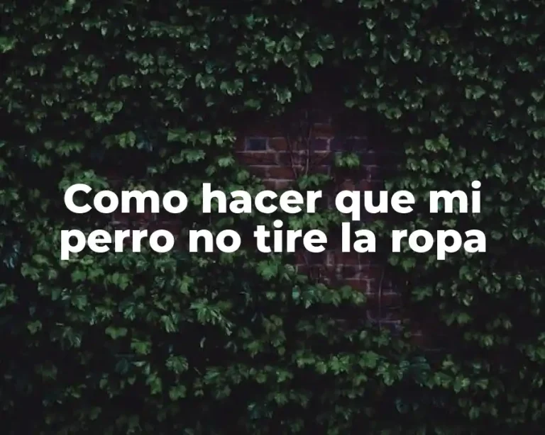 Como hacer que mi perro no tire la ropa