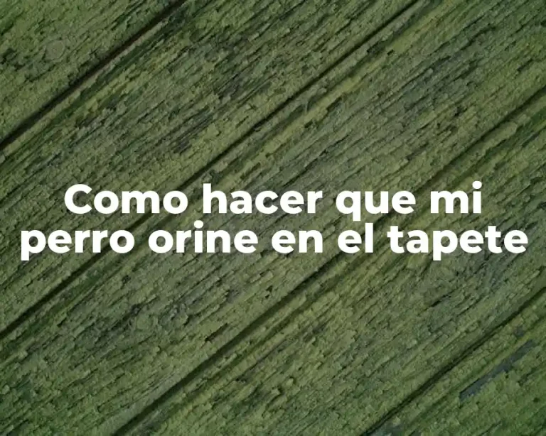 Como hacer que mi perro orine en el tapete