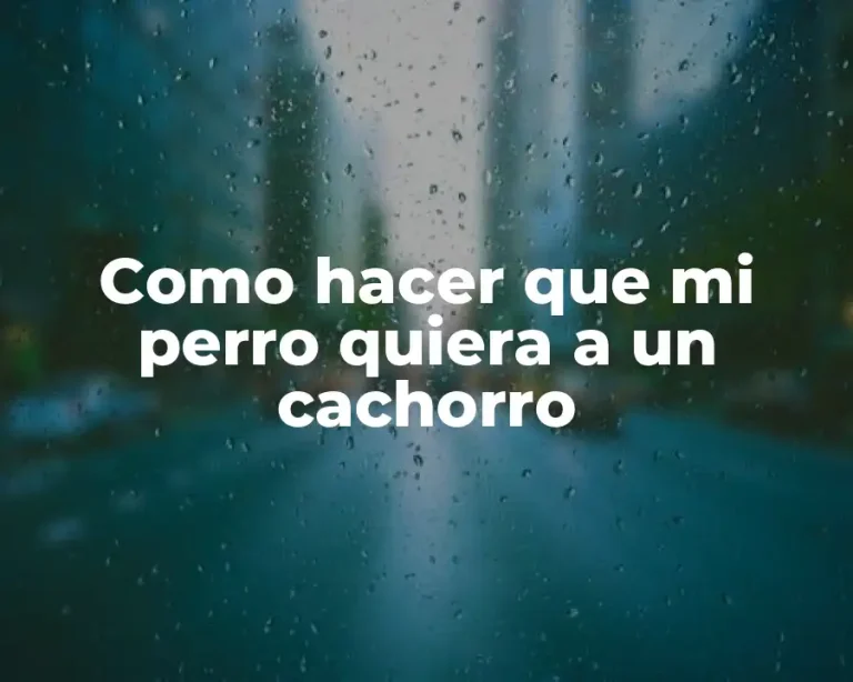 Como hacer que mi perro quiera a un cachorro