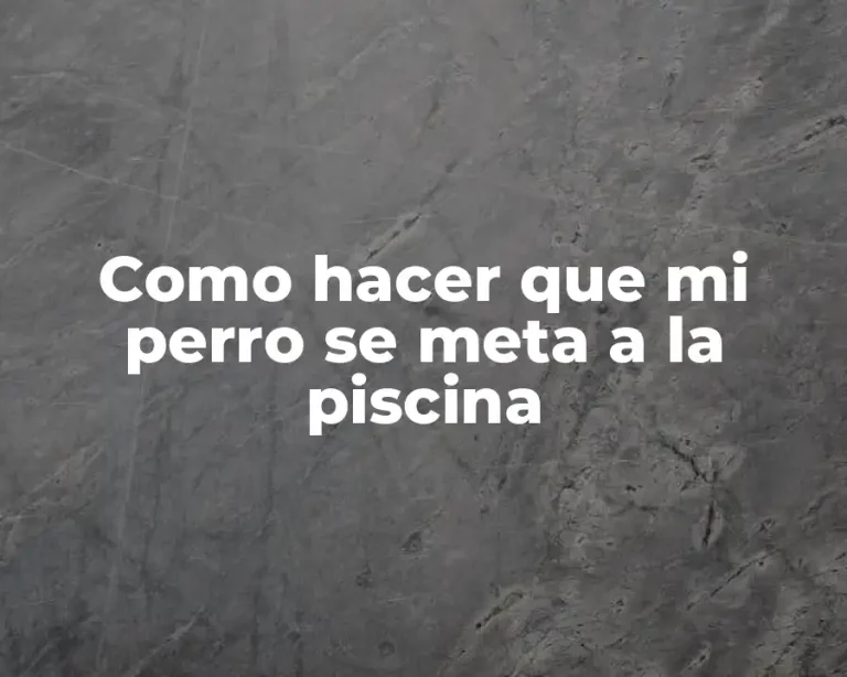 Como hacer que mi perro se meta a la piscina