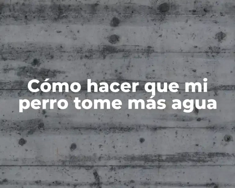 Cómo hacer que mi perro tome más agua