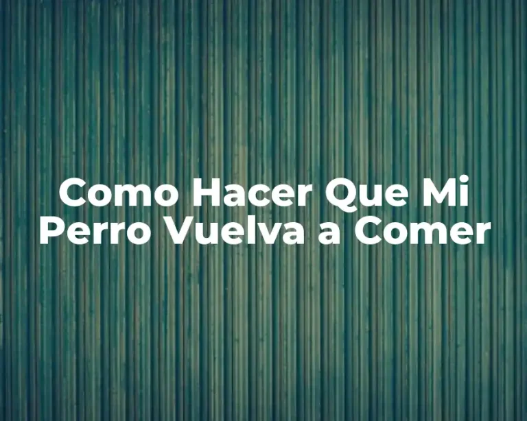 Como Hacer Que Mi Perro Vuelva a Comer