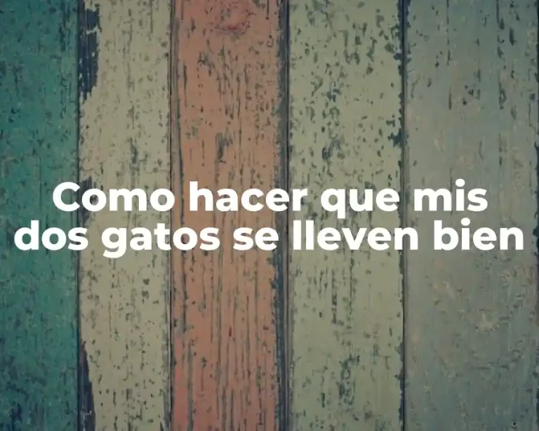 Como hacer que mis dos gatos se lleven bien