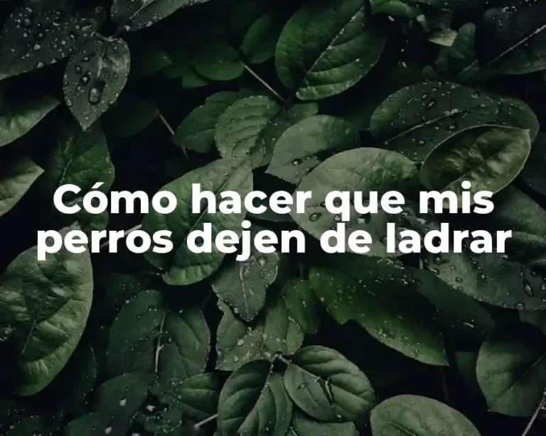 Cómo hacer que mis perros dejen de ladrar