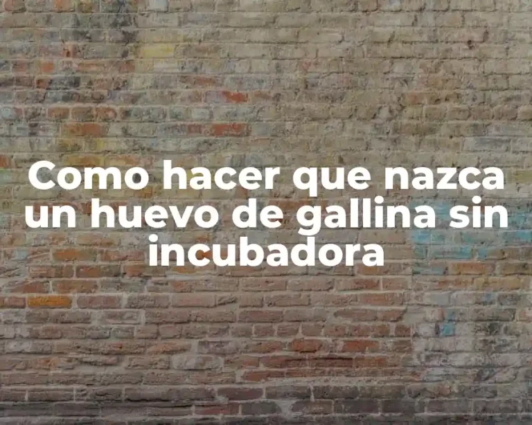 Como hacer que nazca un huevo de gallina sin incubadora