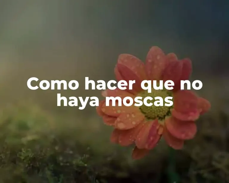 Como hacer que no haya moscas