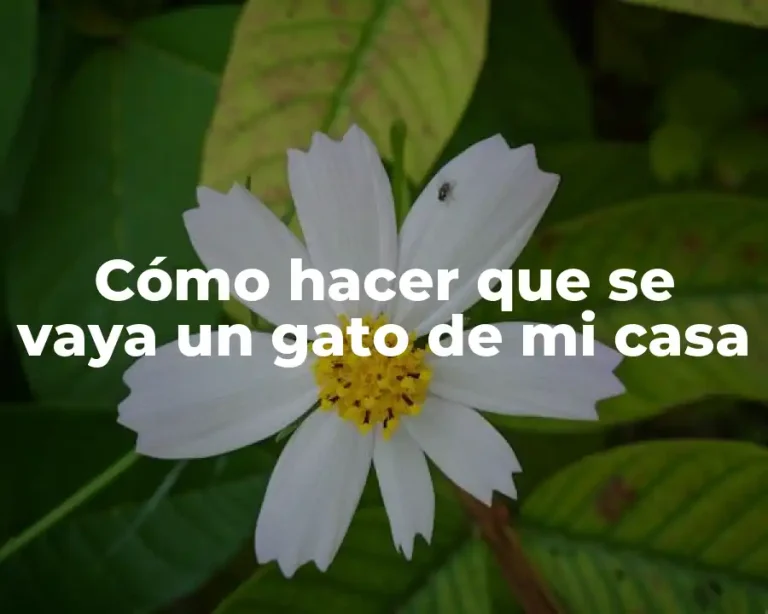 Cómo hacer que se vaya un gato de mi casa