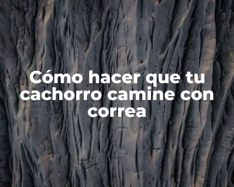 Cómo hacer que tu cachorro camine con correa