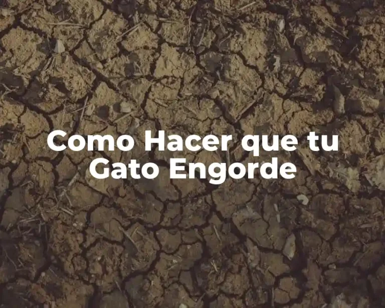 Como Hacer que tu Gato Engorde