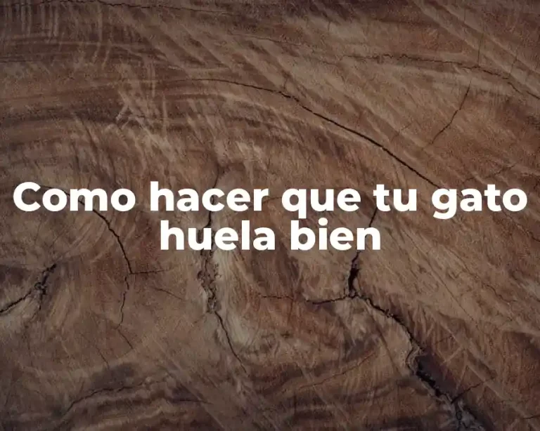 Como hacer que tu gato huela bien
