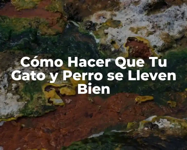 Cómo Hacer Que Tu Gato y Perro se Lleven Bien