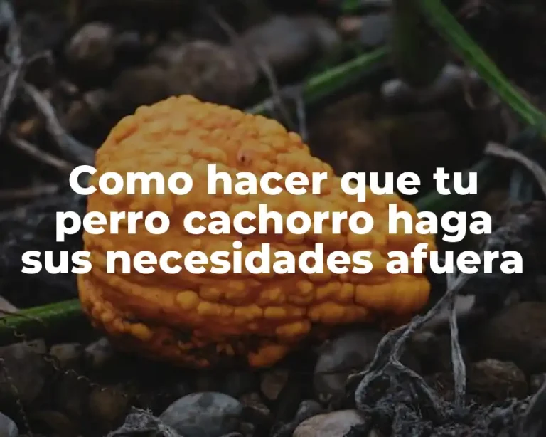 Como hacer que tu perro cachorro haga sus necesidades afuera