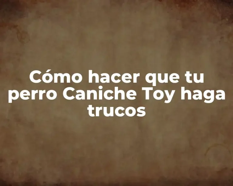 Cómo hacer que tu perro Caniche Toy haga trucos