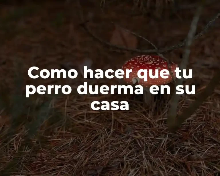 Como hacer que tu perro duerma en su casa
