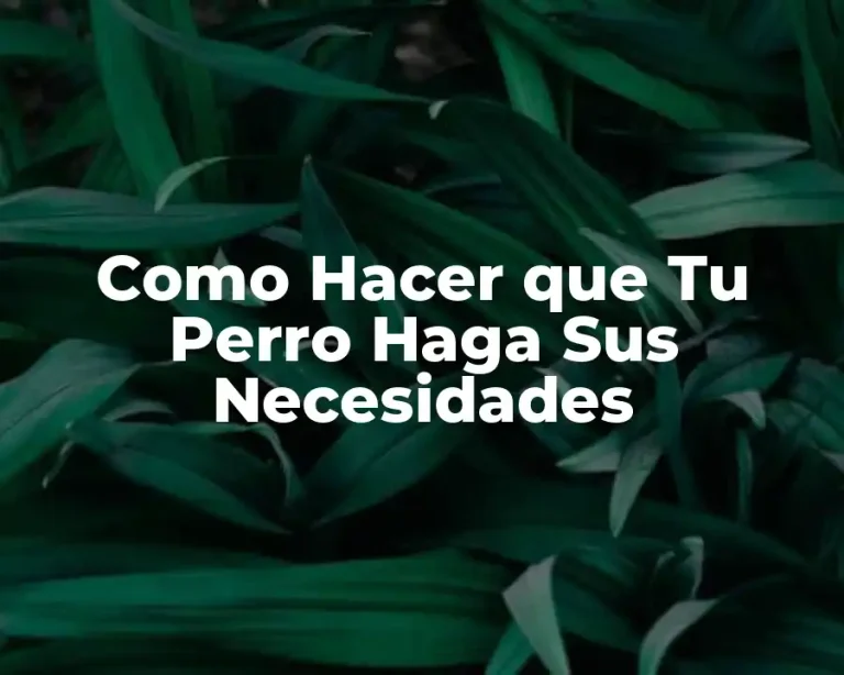 Como Hacer que Tu Perro Haga Sus Necesidades