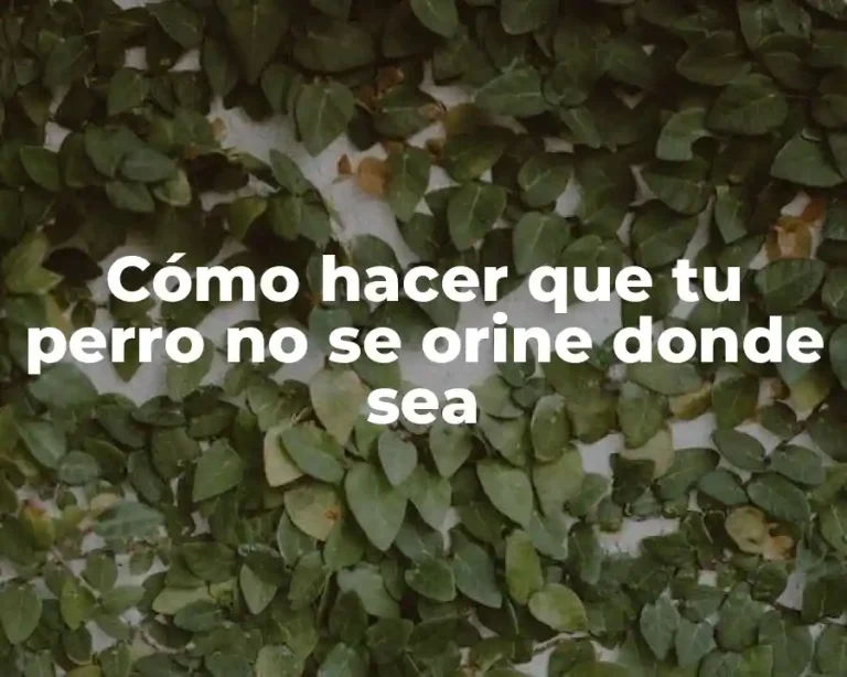 Cómo hacer que tu perro no se orine donde sea