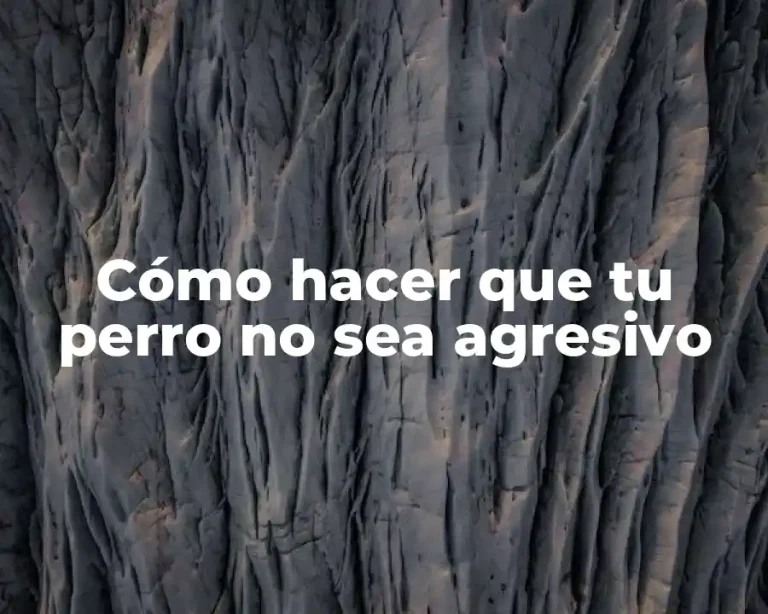 Cómo hacer que tu perro no sea agresivo