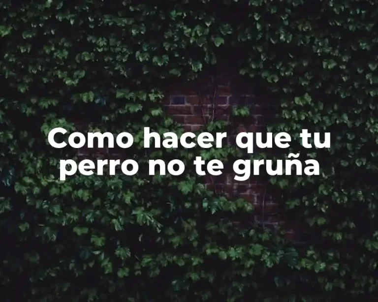 Como hacer que tu perro no te gruña