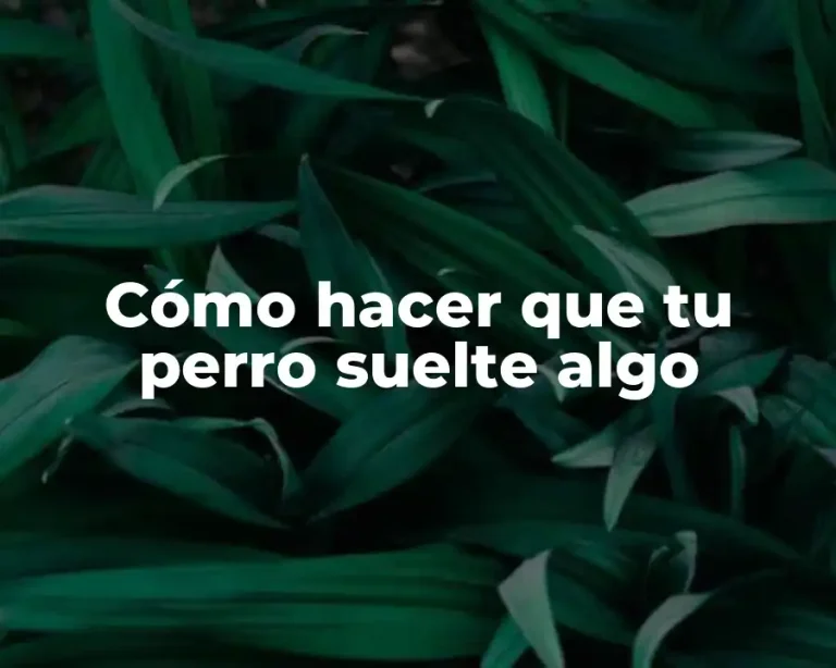 Cómo hacer que tu perro suelte algo