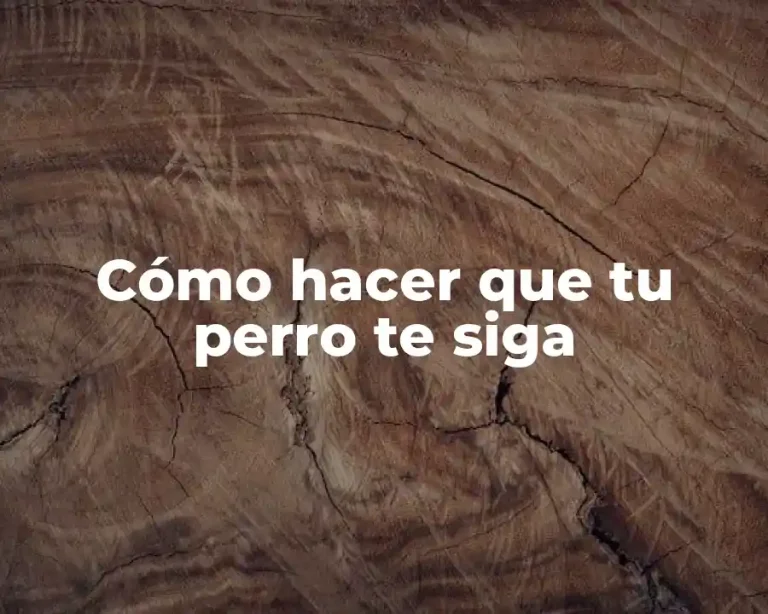 Cómo hacer que tu perro te siga