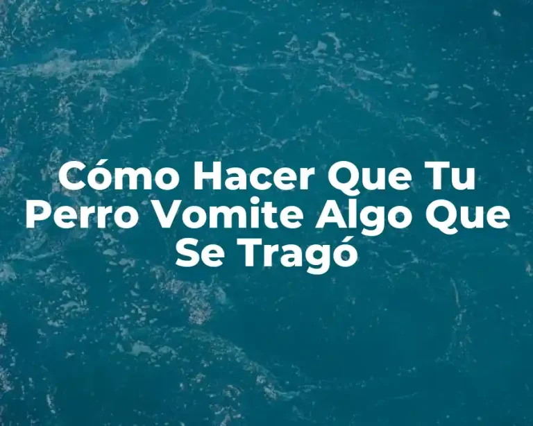 Cómo Hacer Que Tu Perro Vomite Algo Que Se Tragó