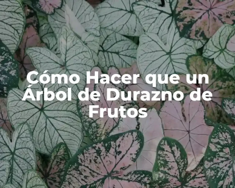Cómo Hacer que un Árbol de Durazno de Frutos