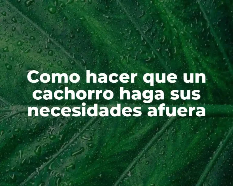 Como hacer que un cachorro haga sus necesidades afuera