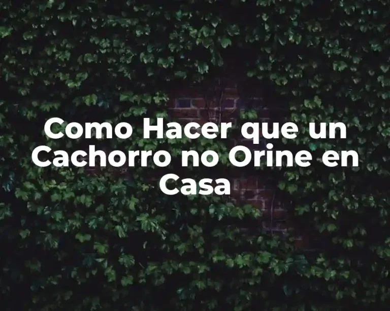 Como Hacer que un Cachorro no Orine en Casa