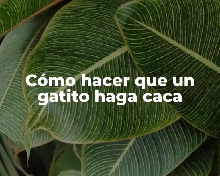 Cómo hacer que un gatito haga caca